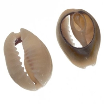 Perle de coquillage Cowrie, ovale, dos plat, env. 16 x 10 mm