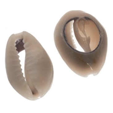 Perle de coquillage Cowrie, ovale, dos plat, env. 20 x 14 mm