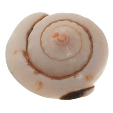 Pendentif coquillage, coquillage Puka, rond, environ 14 -25 mm