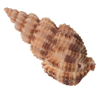 Pendentif coquillage, escargot, environ 35 -40 x 13 -18 mm 